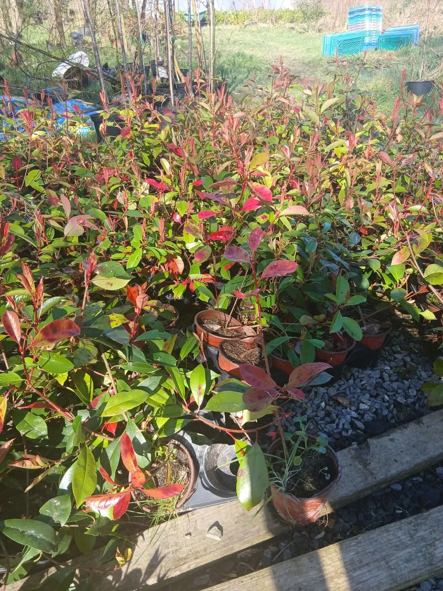 2ft Red Robin €3.50 per potted plant. - Image 4