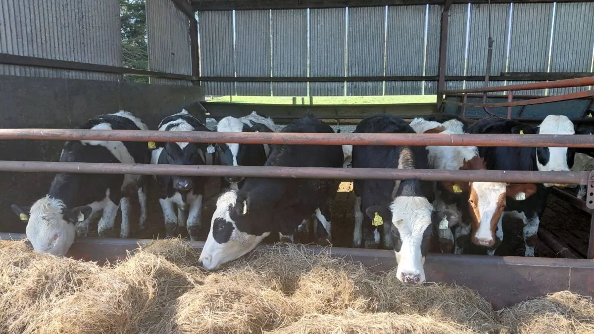 8 Maiden Heifers - Image 2