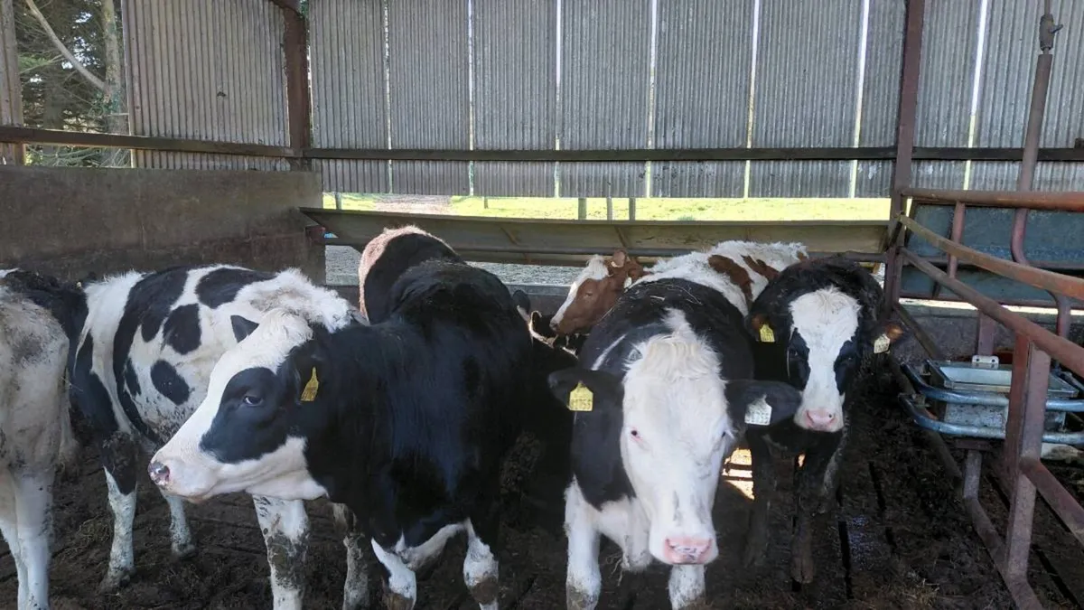 8 Maiden Heifers - Image 3