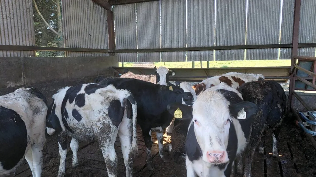 8 Maiden Heifers - Image 4