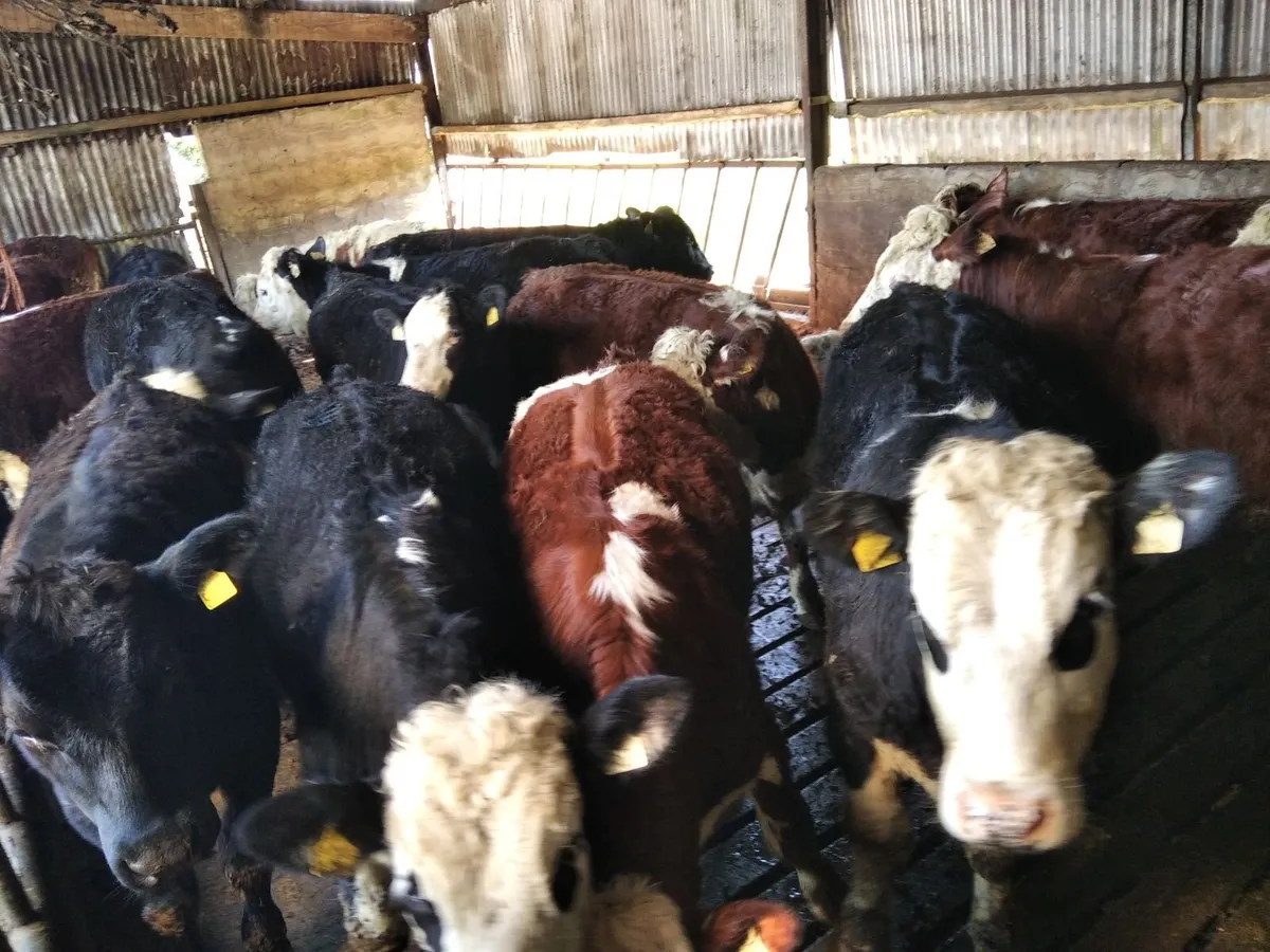 Hereford yearlings - Image 2