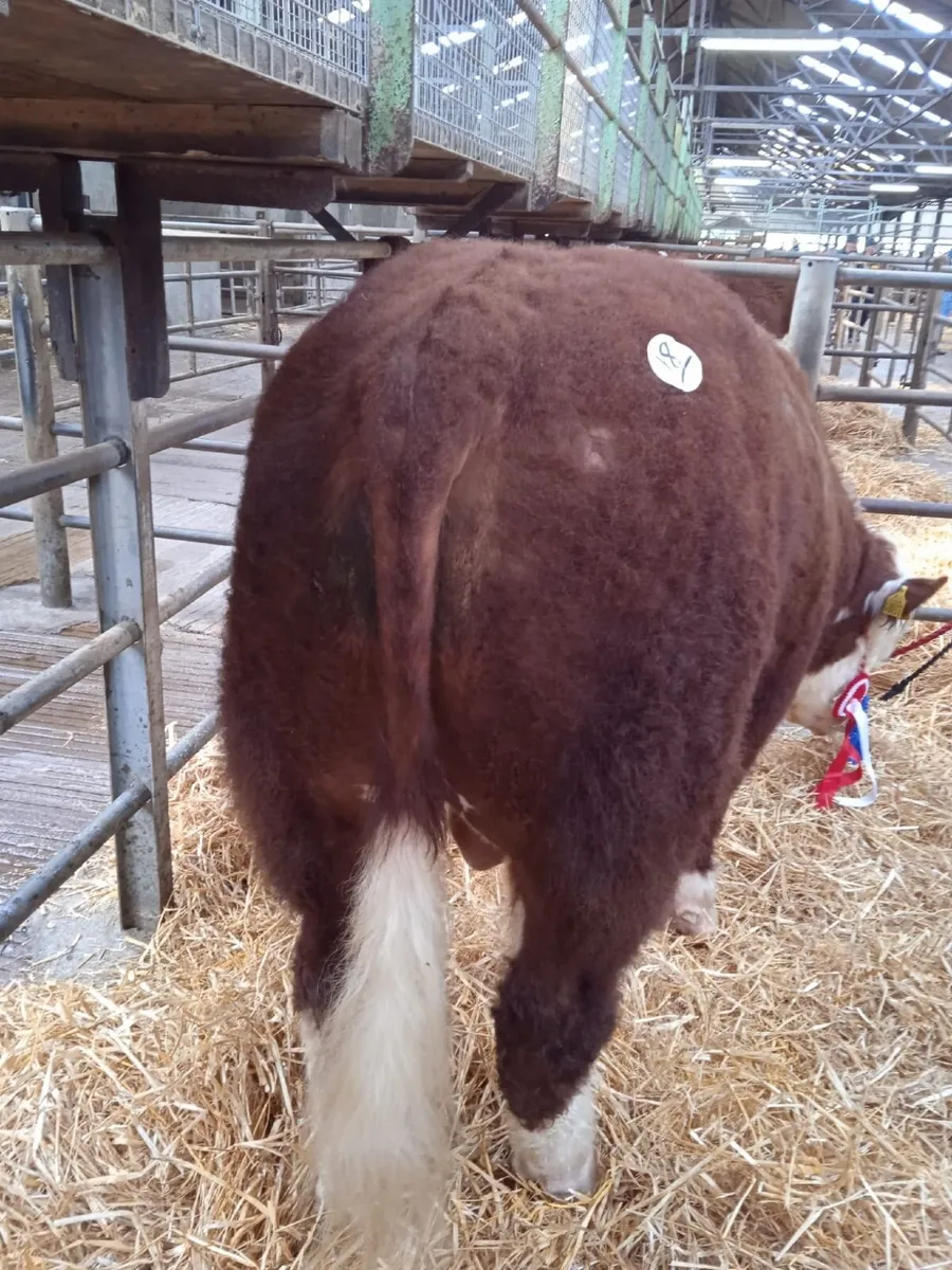 Hereford yearlings - Image 1
