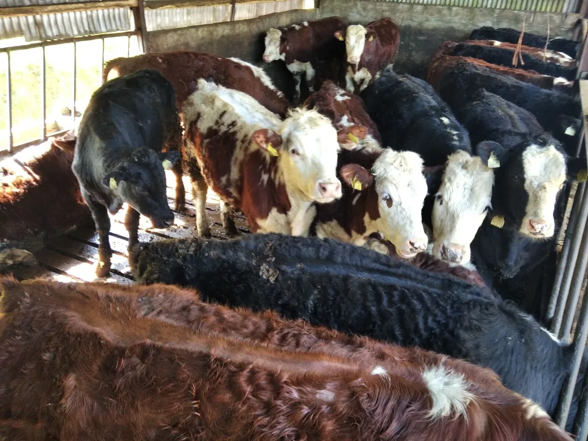 Hereford yearlings - Image 3