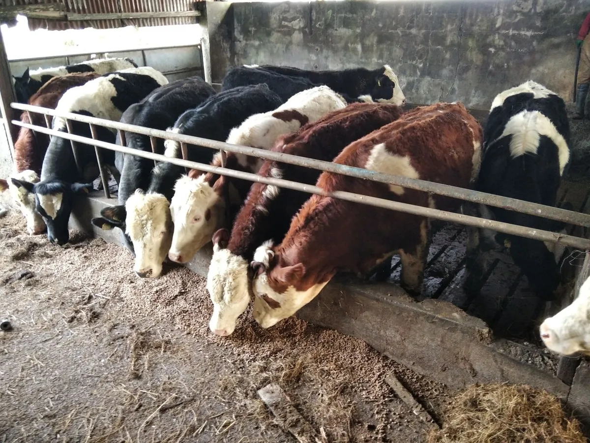 Hereford yearlings - Image 4