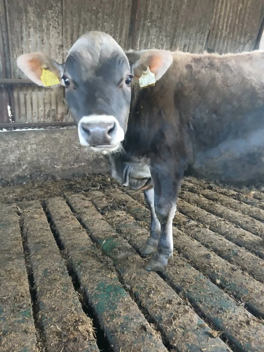 Simmental Bull Jersey Bull - Image 3