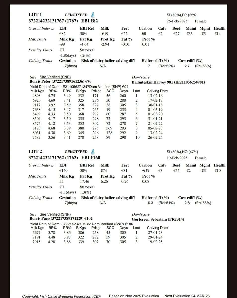 8 Maiden Heifers - Image 4
