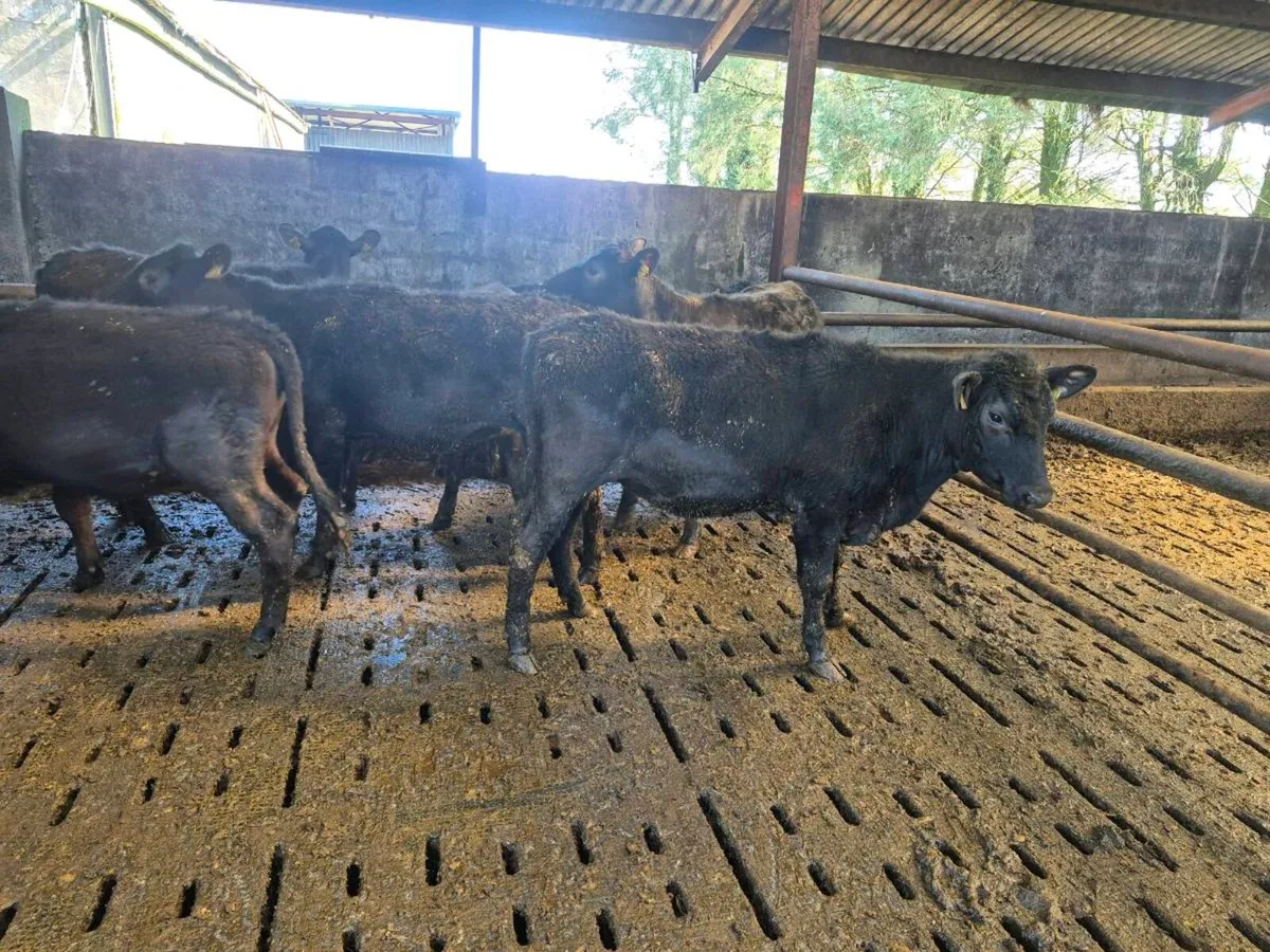 AAX Weanling Heifers - Image 1