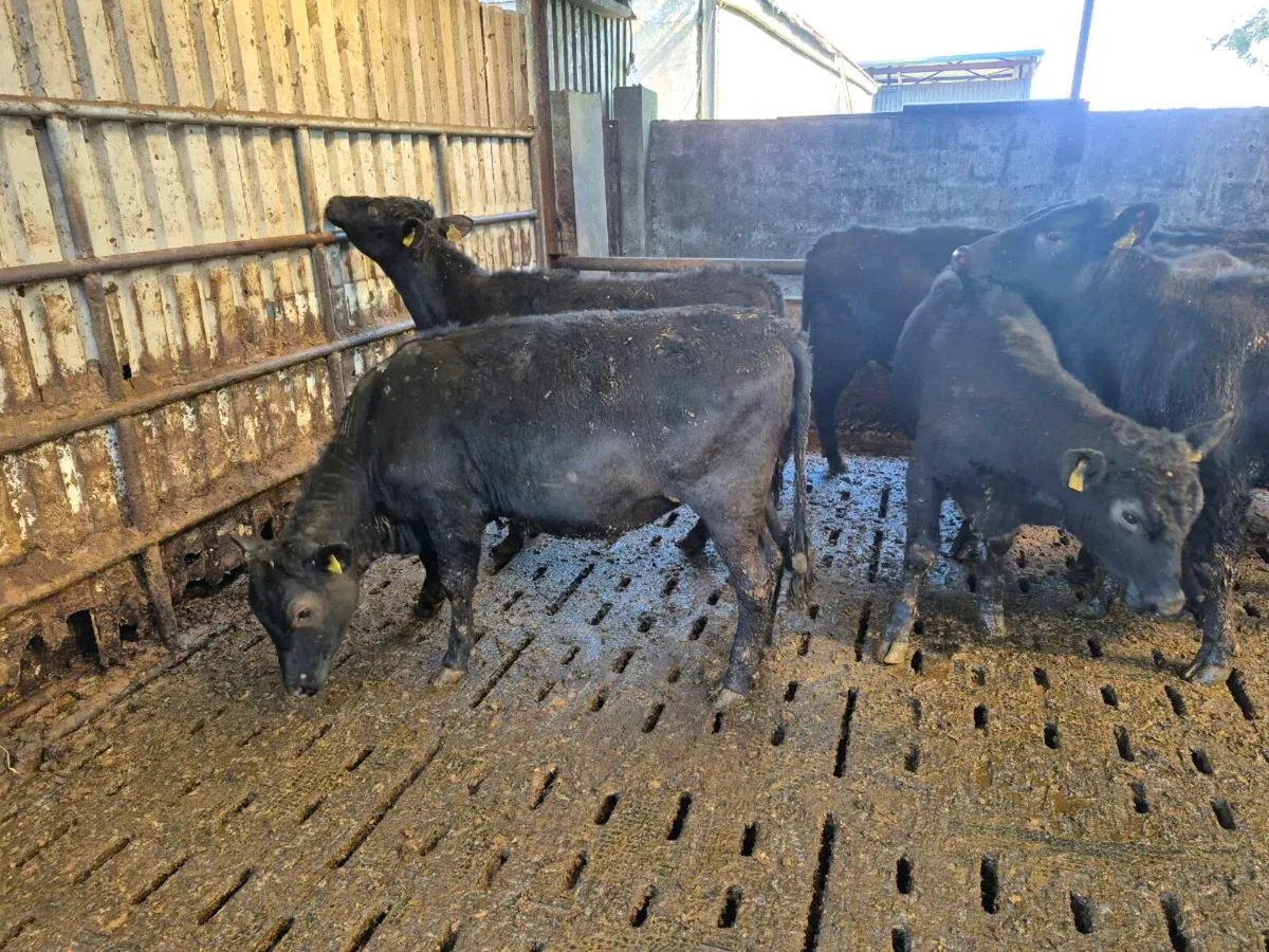 AAX Weanling Heifers - Image 2