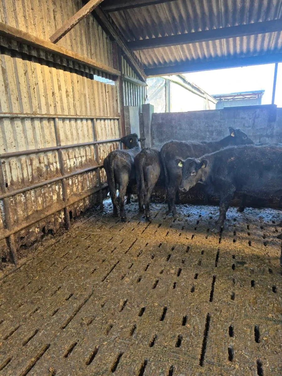 AAX Weanling Heifers - Image 3