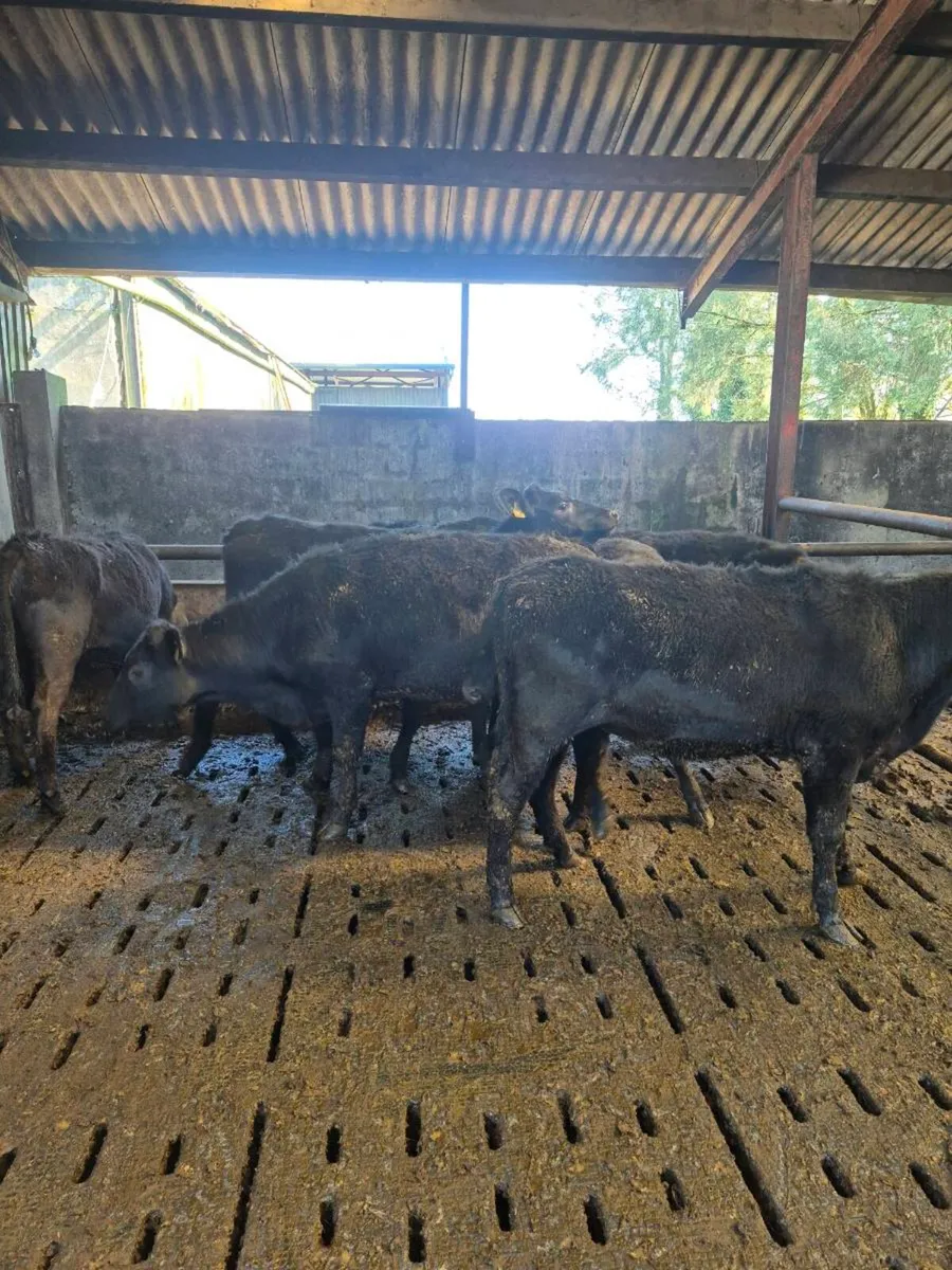 AAX Weanling Heifers - Image 4