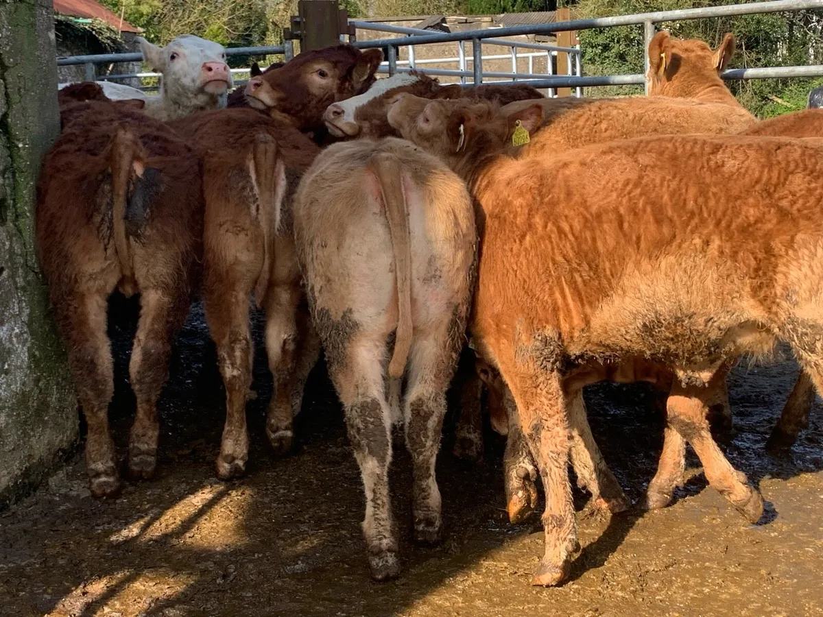 14 u grade 320kg heifers - Image 1