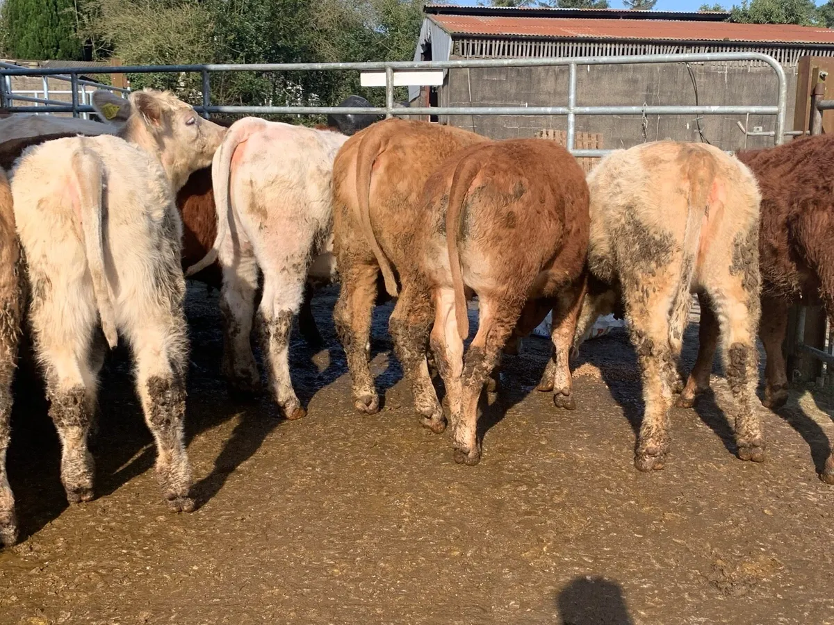 14 u grade 320kg heifers - Image 3