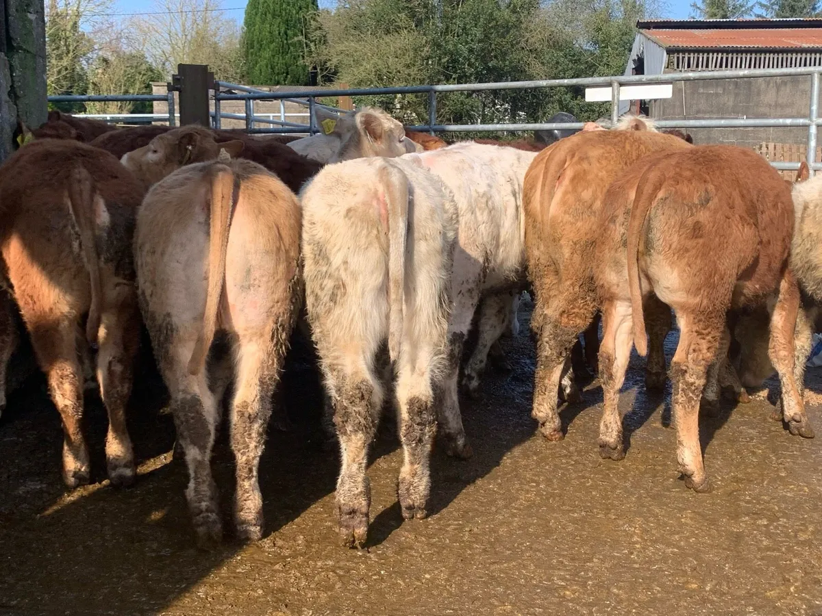 14 u grade 320kg heifers - Image 4