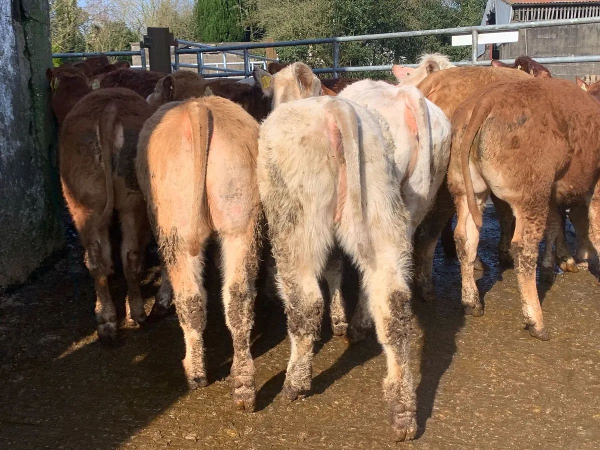 14 u grade 320kg heifers - Image 2