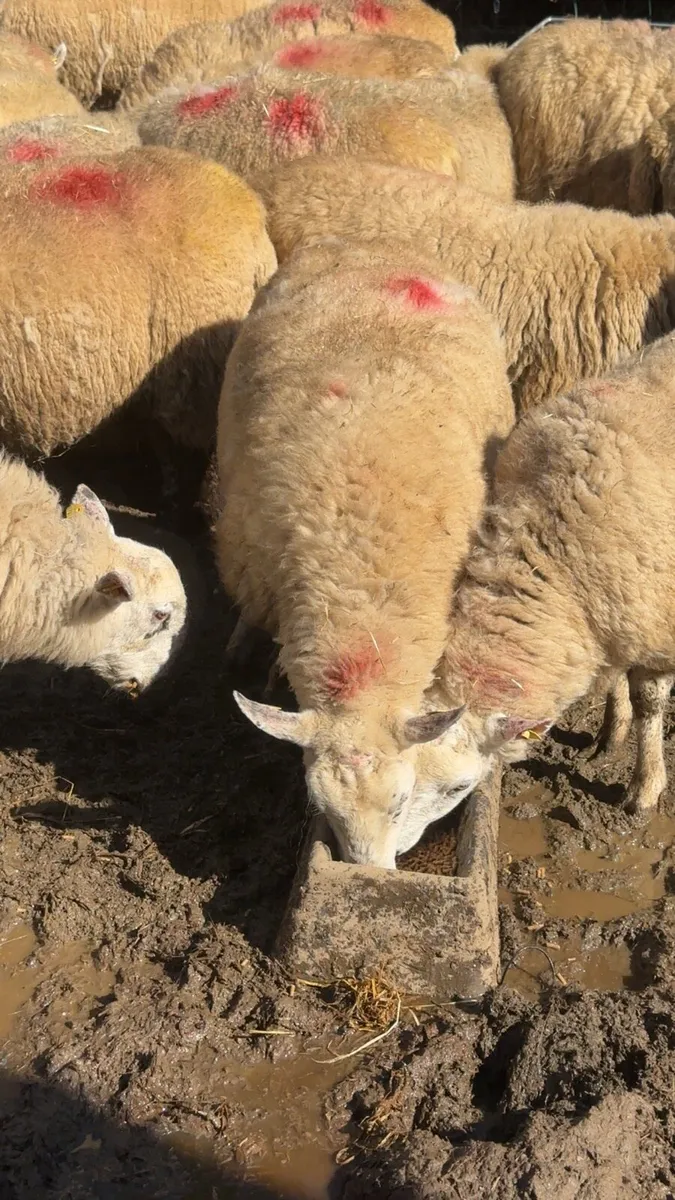 Flock of in lamb ewes for sale - Image 1