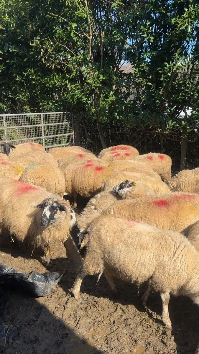 Flock of in lamb ewes for sale - Image 2