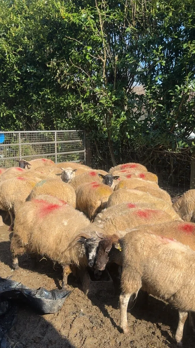 Flock of in lamb ewes for sale - Image 3