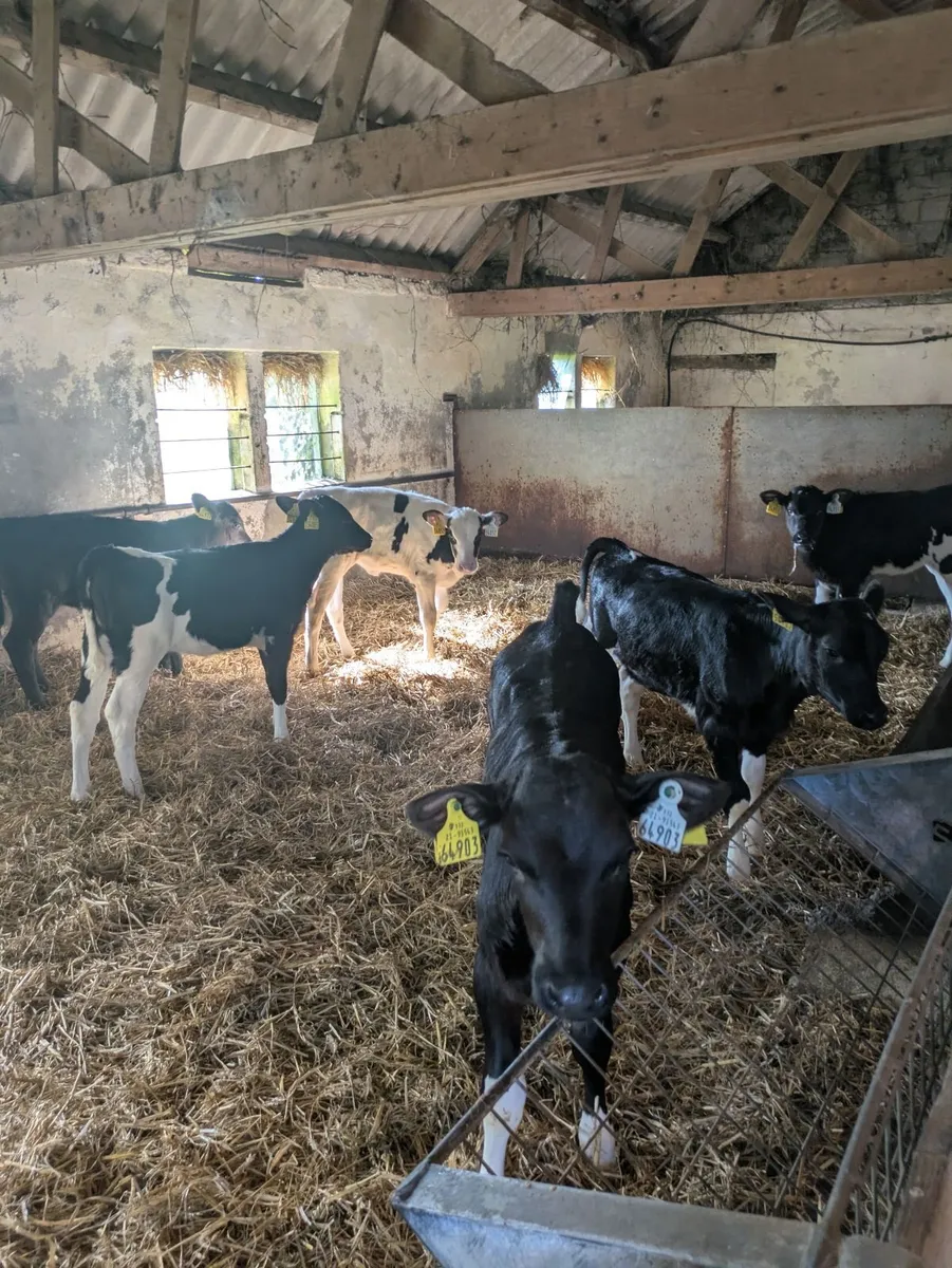Friesian Heifer Calves - Image 3