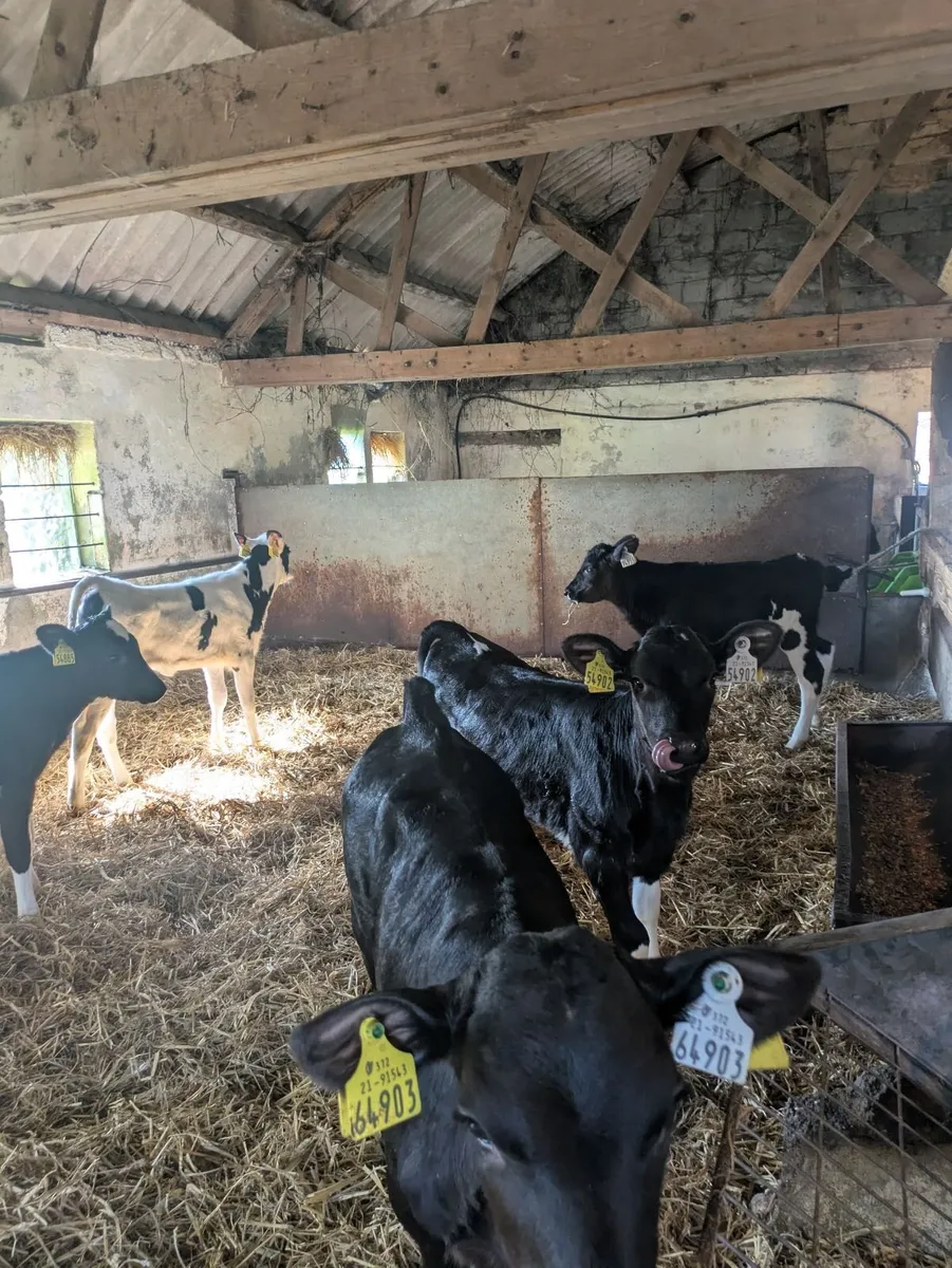Friesian Heifer Calves - Image 1