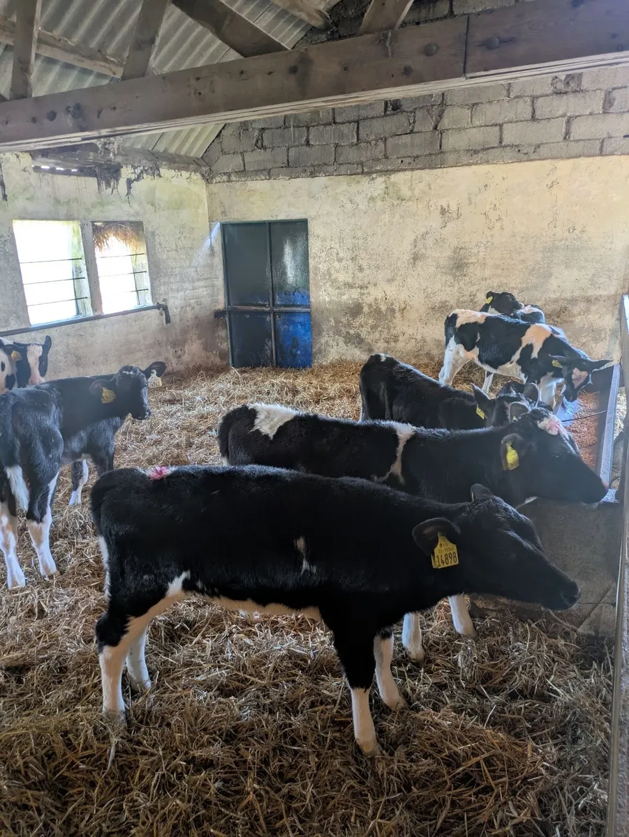 Friesian Heifer Calves - Image 4