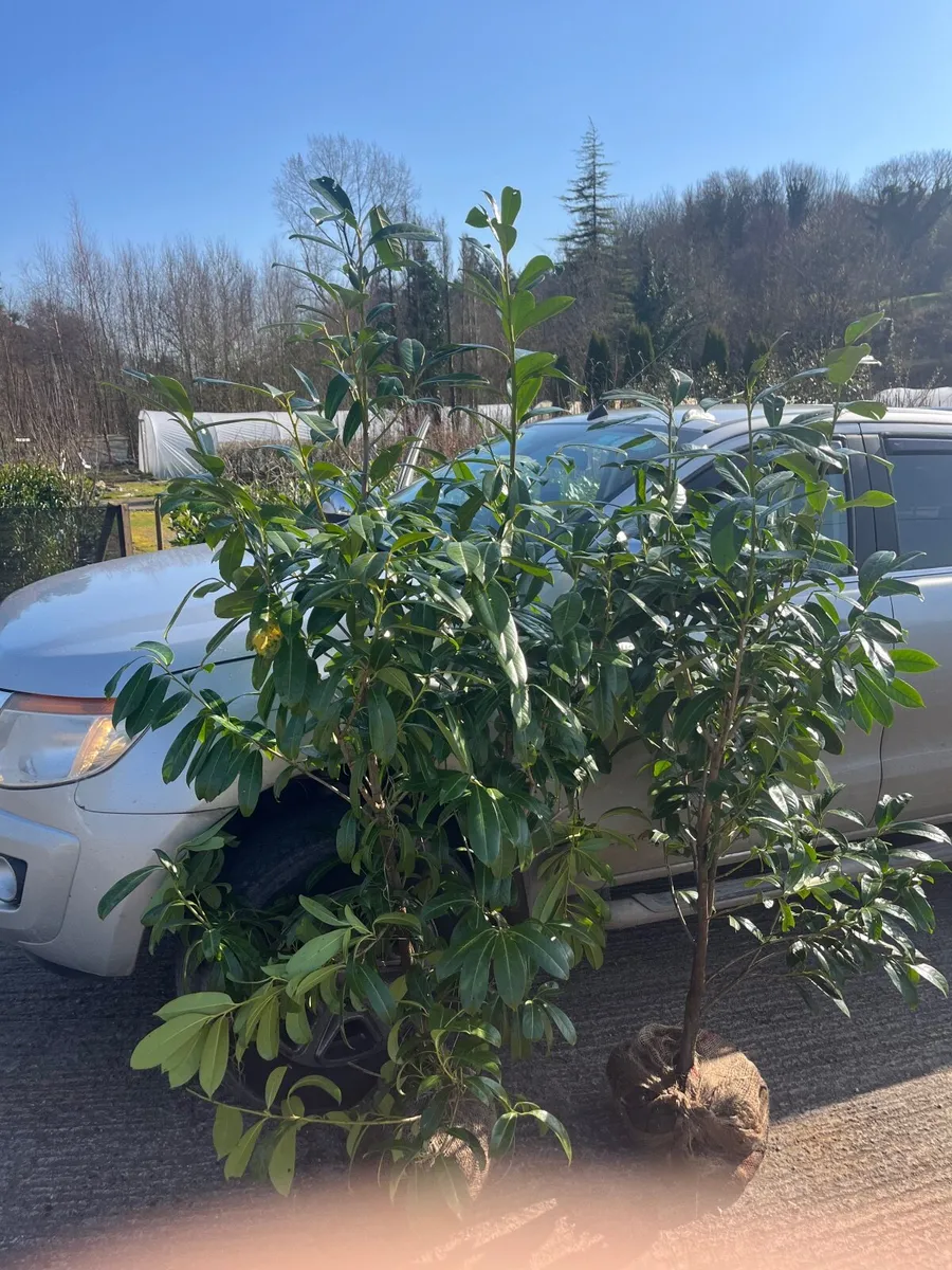 6-7ft Laurel Hedging - Image 1