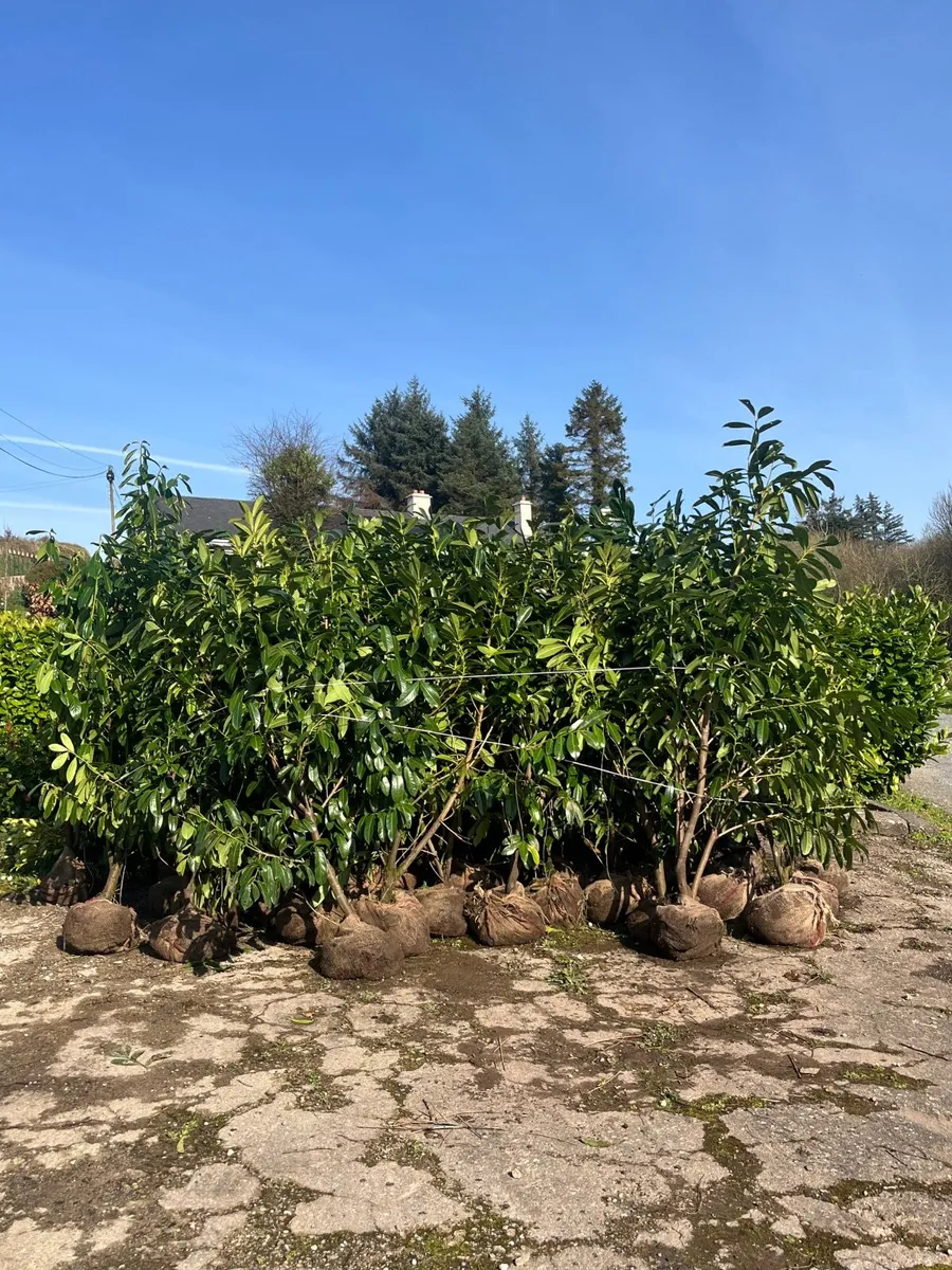 6-7ft Laurel Hedging - Image 4