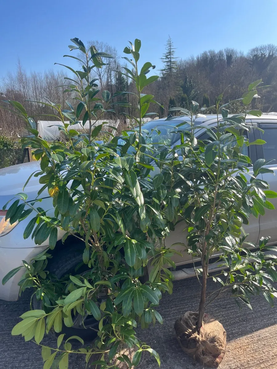 6-7ft Laurel Hedging - Image 2