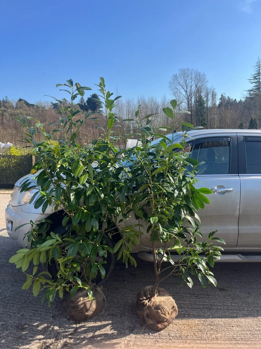 6-7ft Laurel Hedging - Image 3