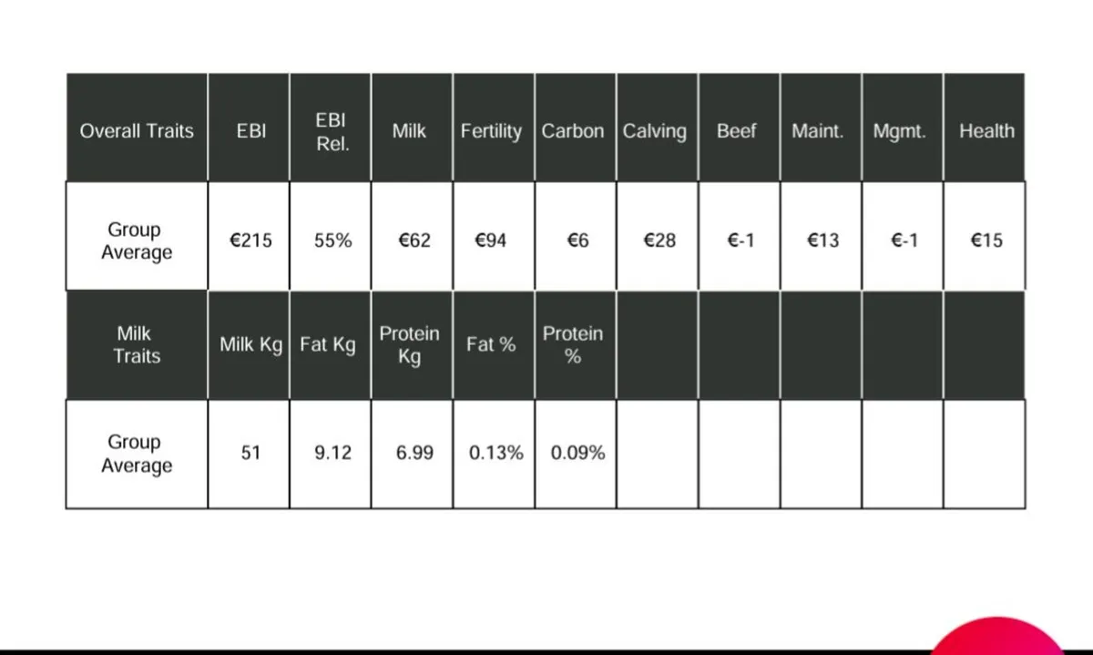 Friesian Heifer Calves - Image 2
