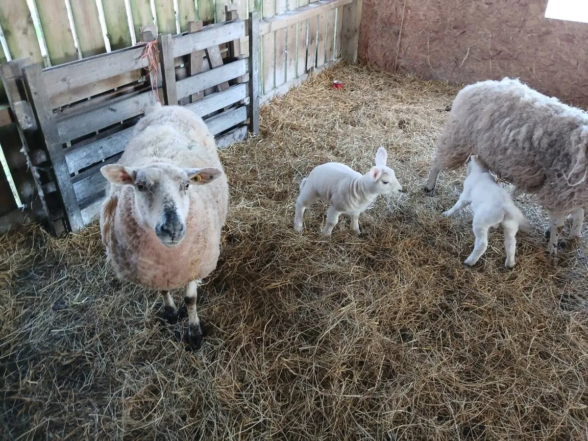 3 Ewes 4 Lambs. Sold pending on collection.. - Image 2