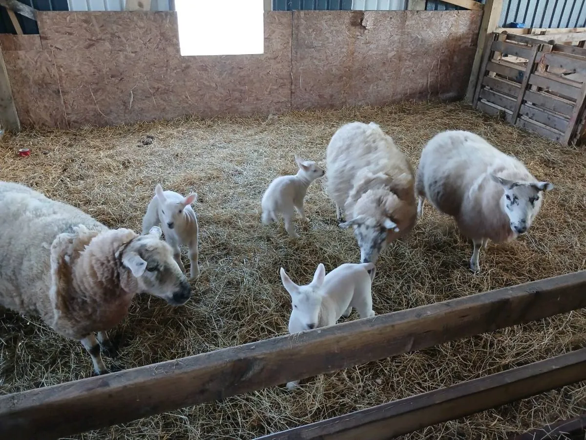 3 Ewes 4 Lambs. Sold pending on collection.. - Image 1