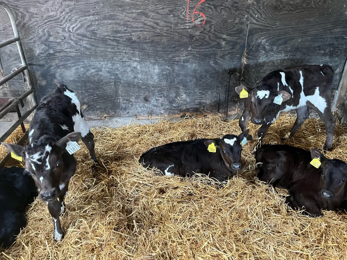 Frx bull calves - Image 3
