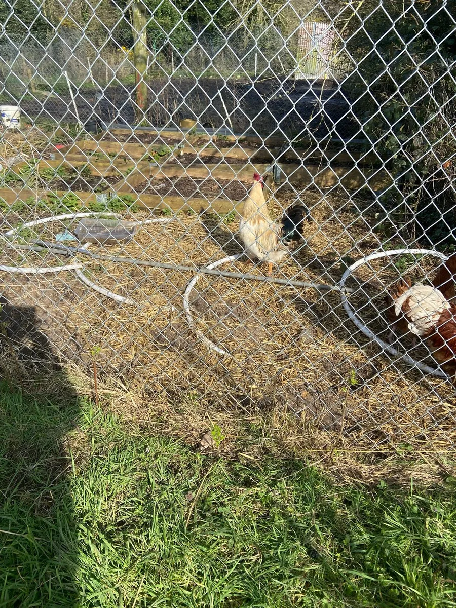 mixed breed roosters - Image 1