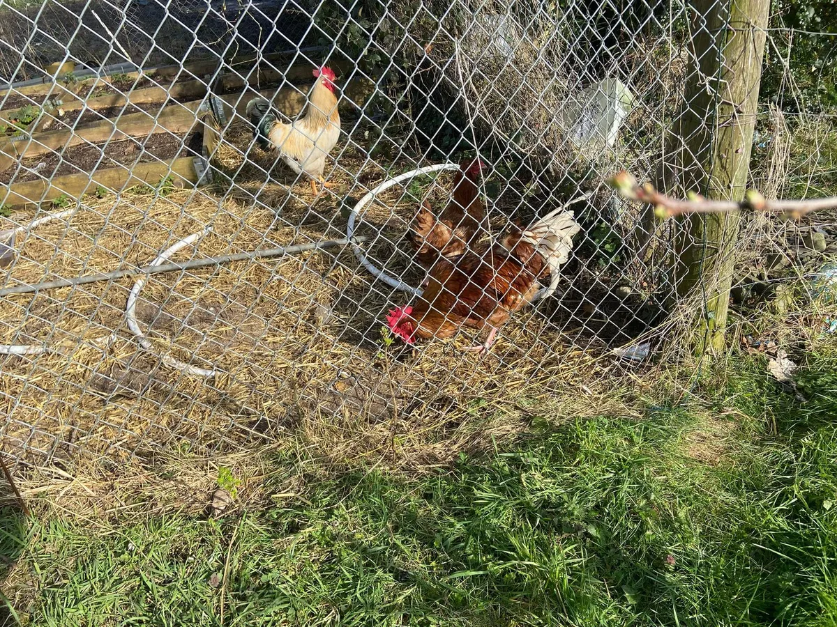 mixed breed roosters - Image 2