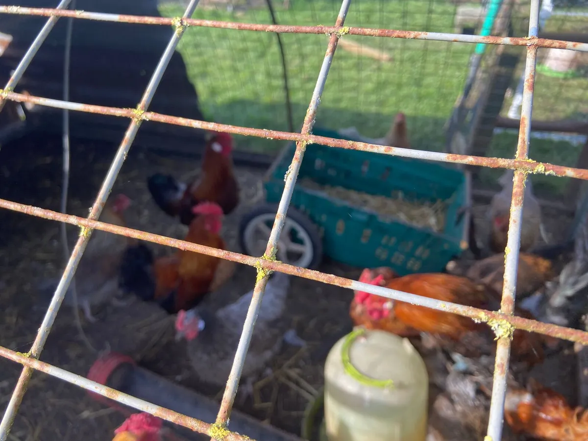 mixed breed roosters - Image 3