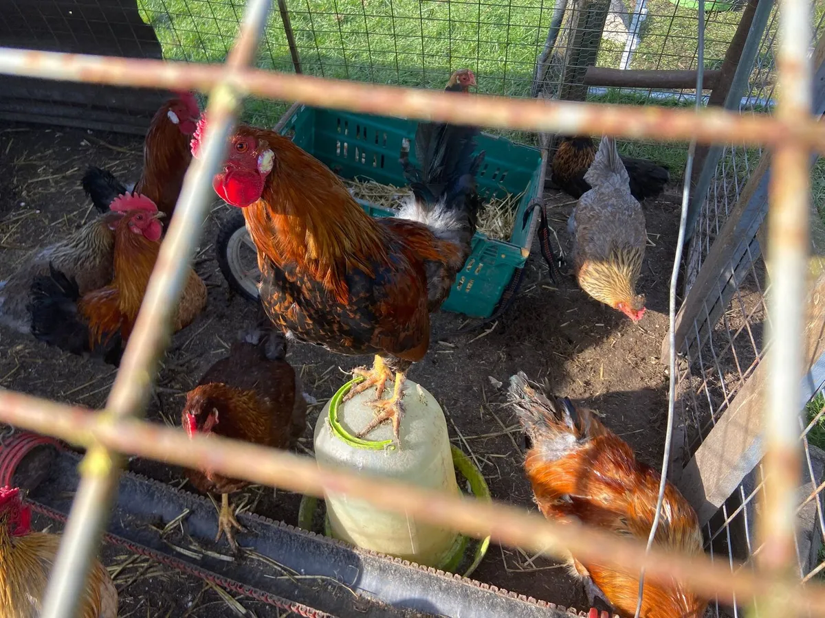 mixed breed roosters - Image 4