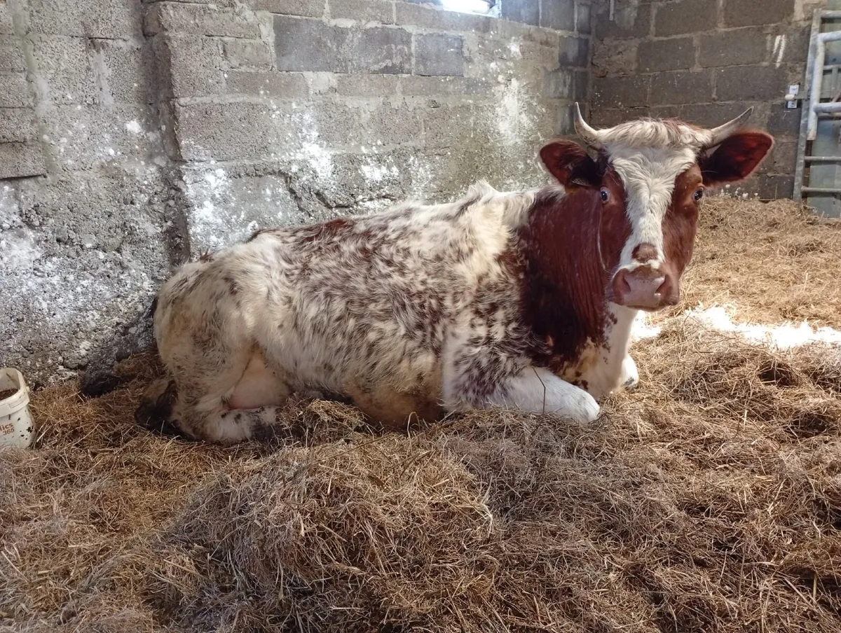 Organic Milking Shorthorn about to calve - Image 3
