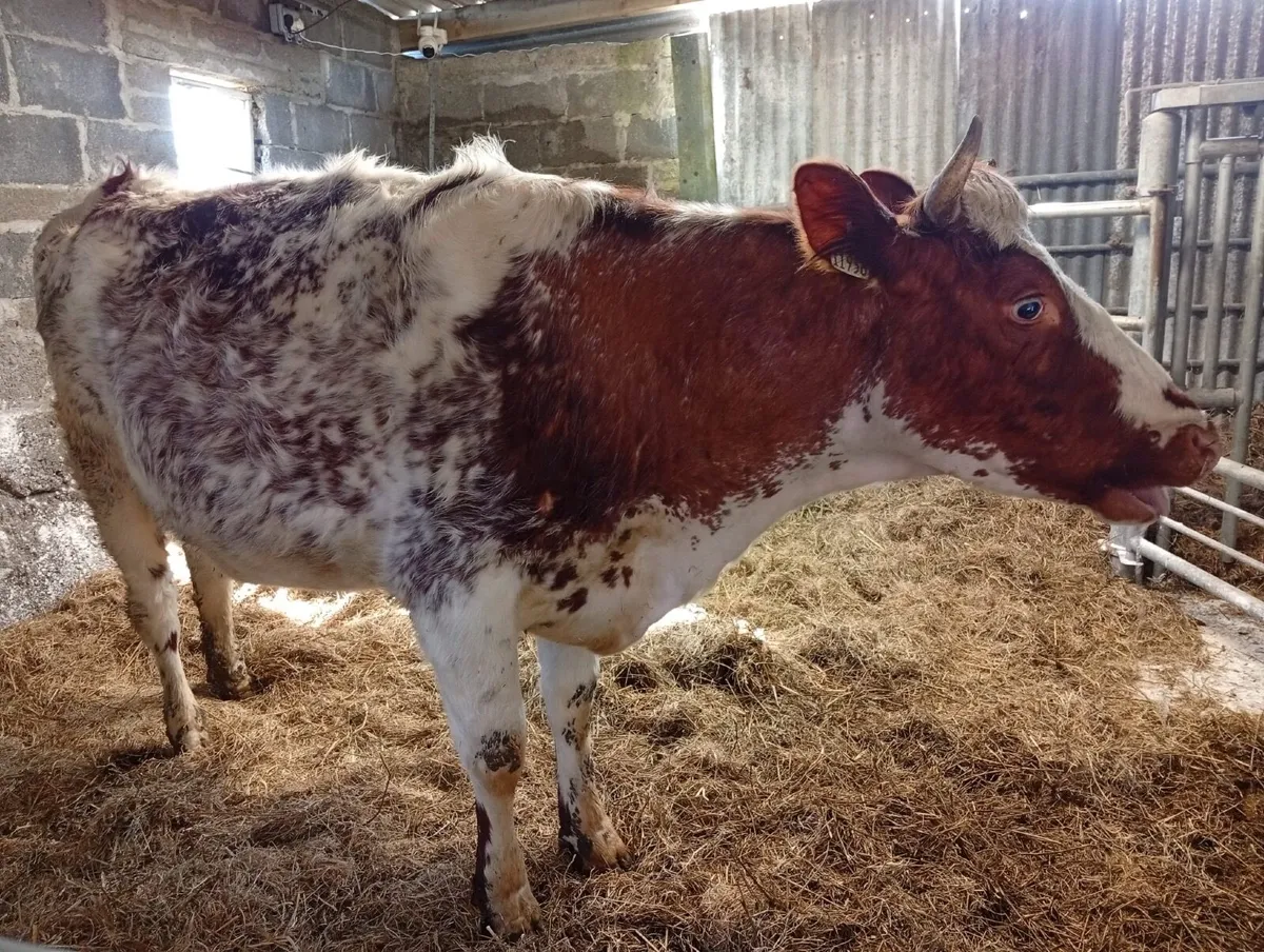 Organic Milking Shorthorn about to calve - Image 2