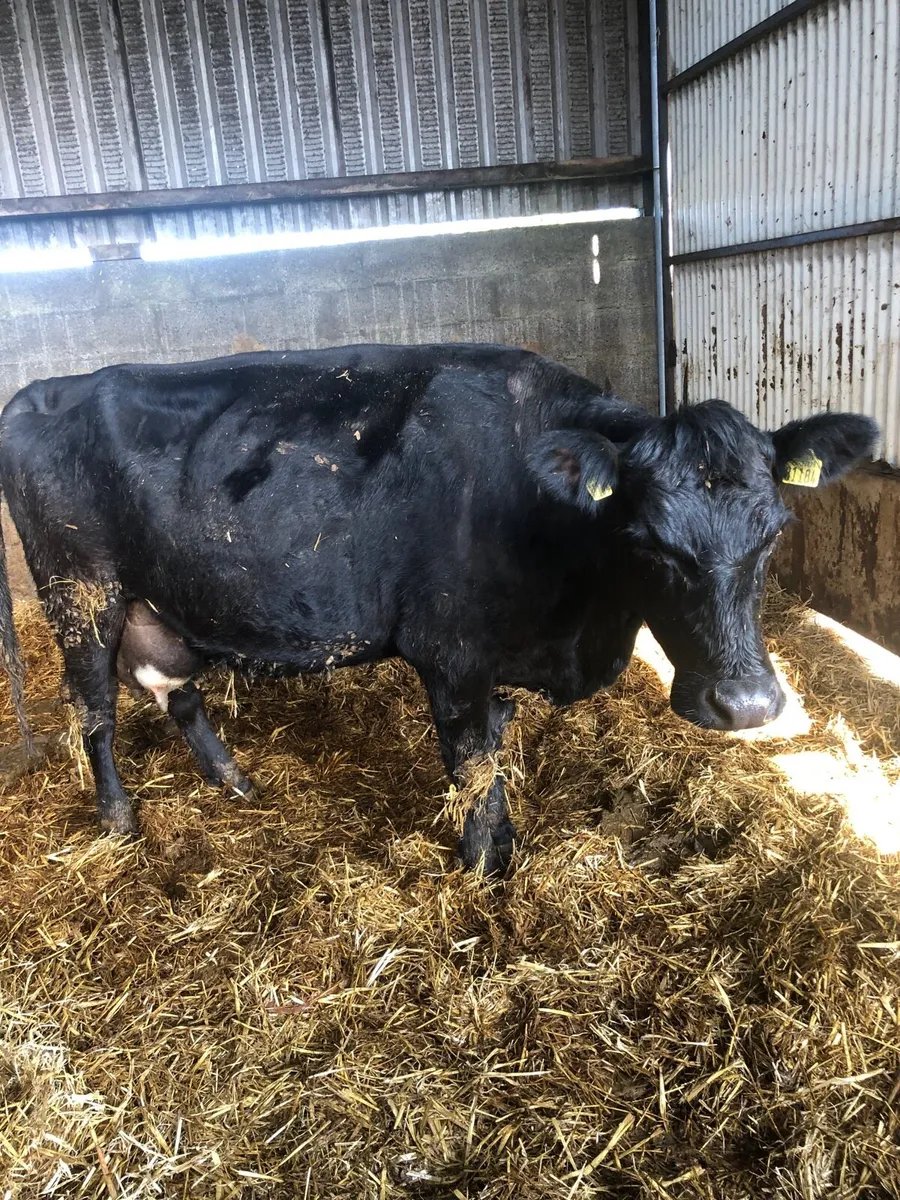 Foster  Cow - Image 1