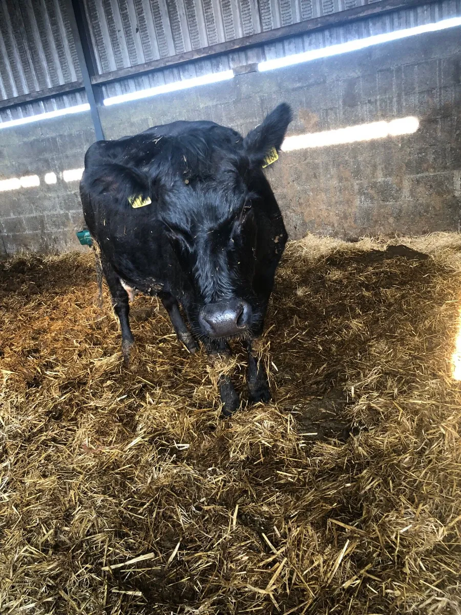 Foster  Cow - Image 2