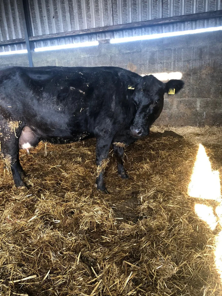 Foster  Cow - Image 3