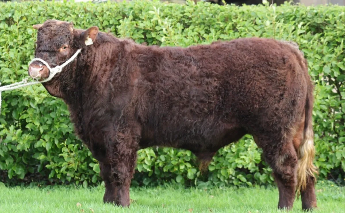 Saler Bull - Image 3