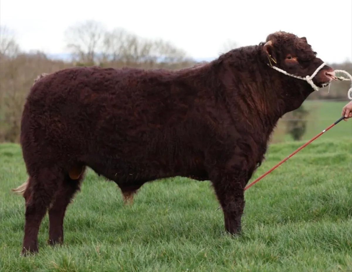 Saler Bull - Image 2