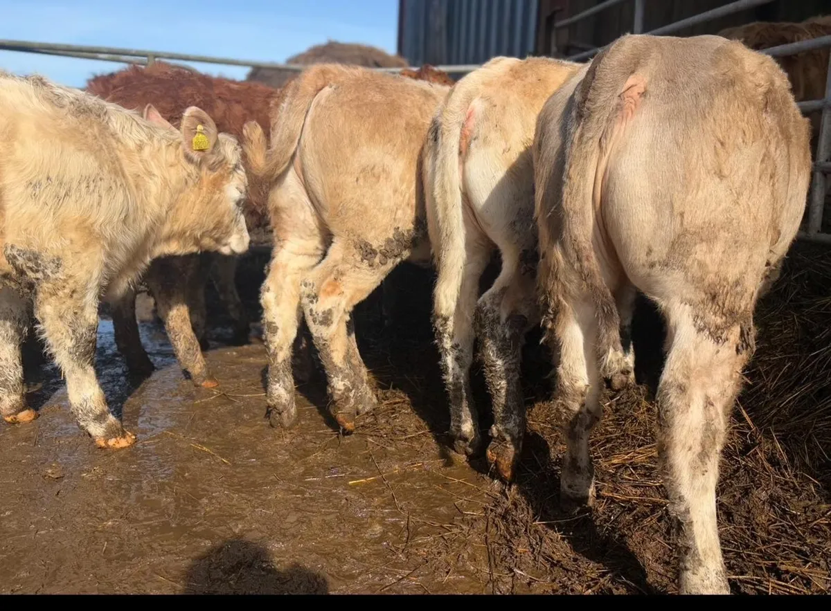 19 Heifer Weanlings - Image 1
