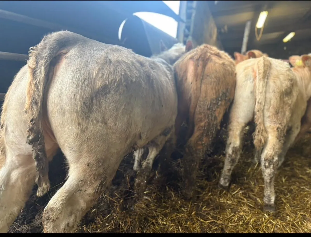 19 Heifer Weanlings - Image 2