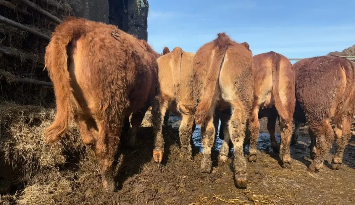 19 Heifer Weanlings - Image 3