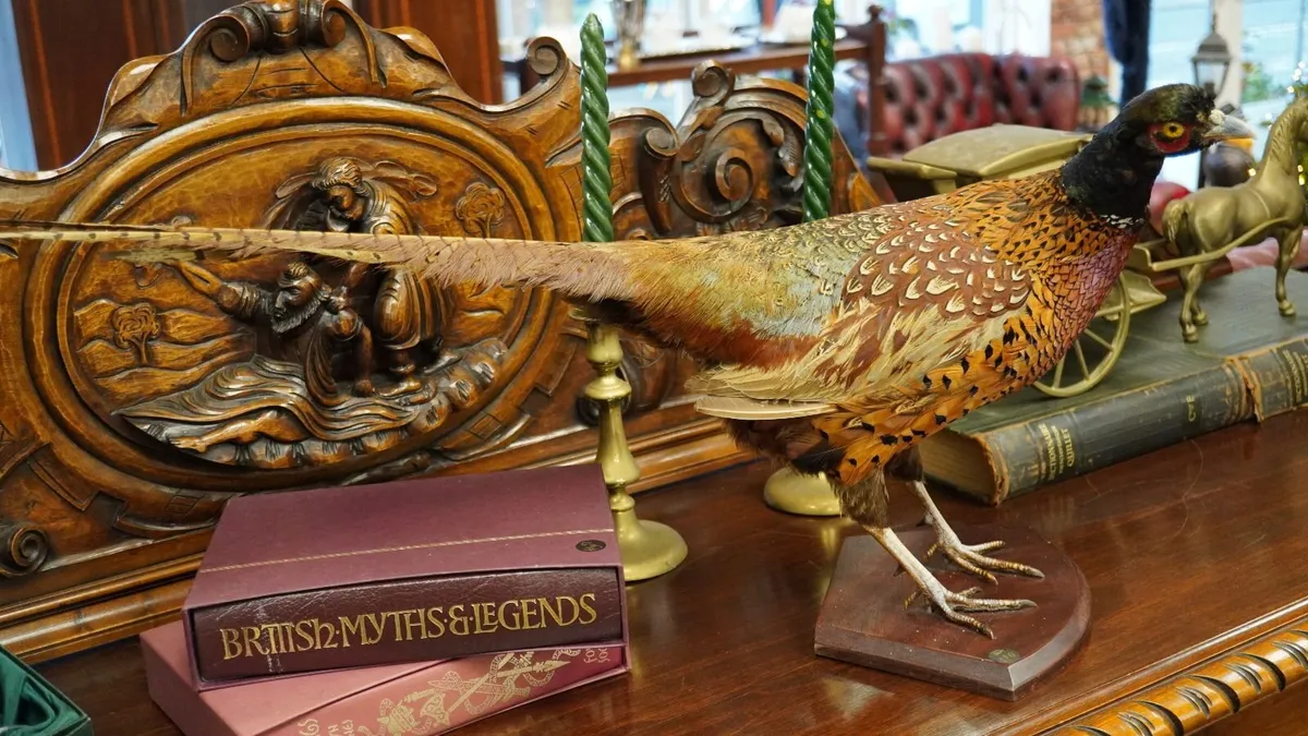 Vintage Taxidermy Pheasant Mount - Image 3