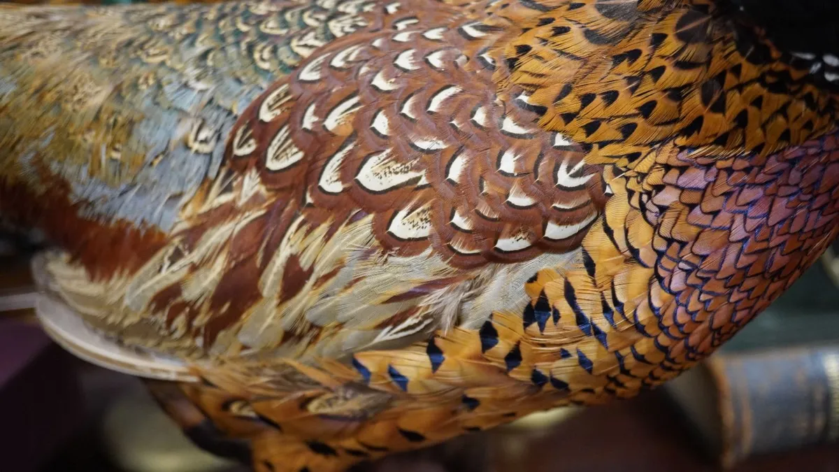 Vintage Taxidermy Pheasant Mount - Image 4