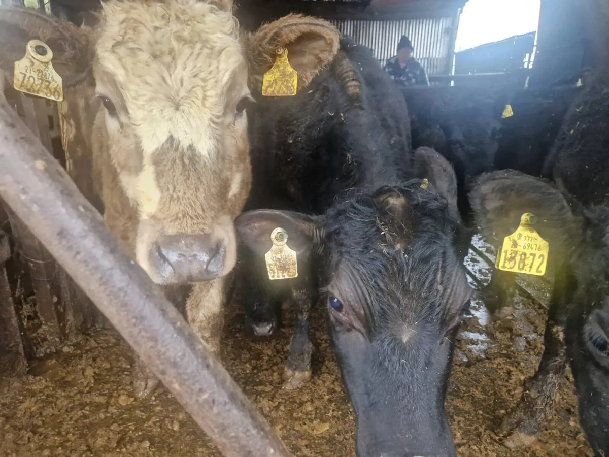 8 Abdereen angus heifers - Image 1