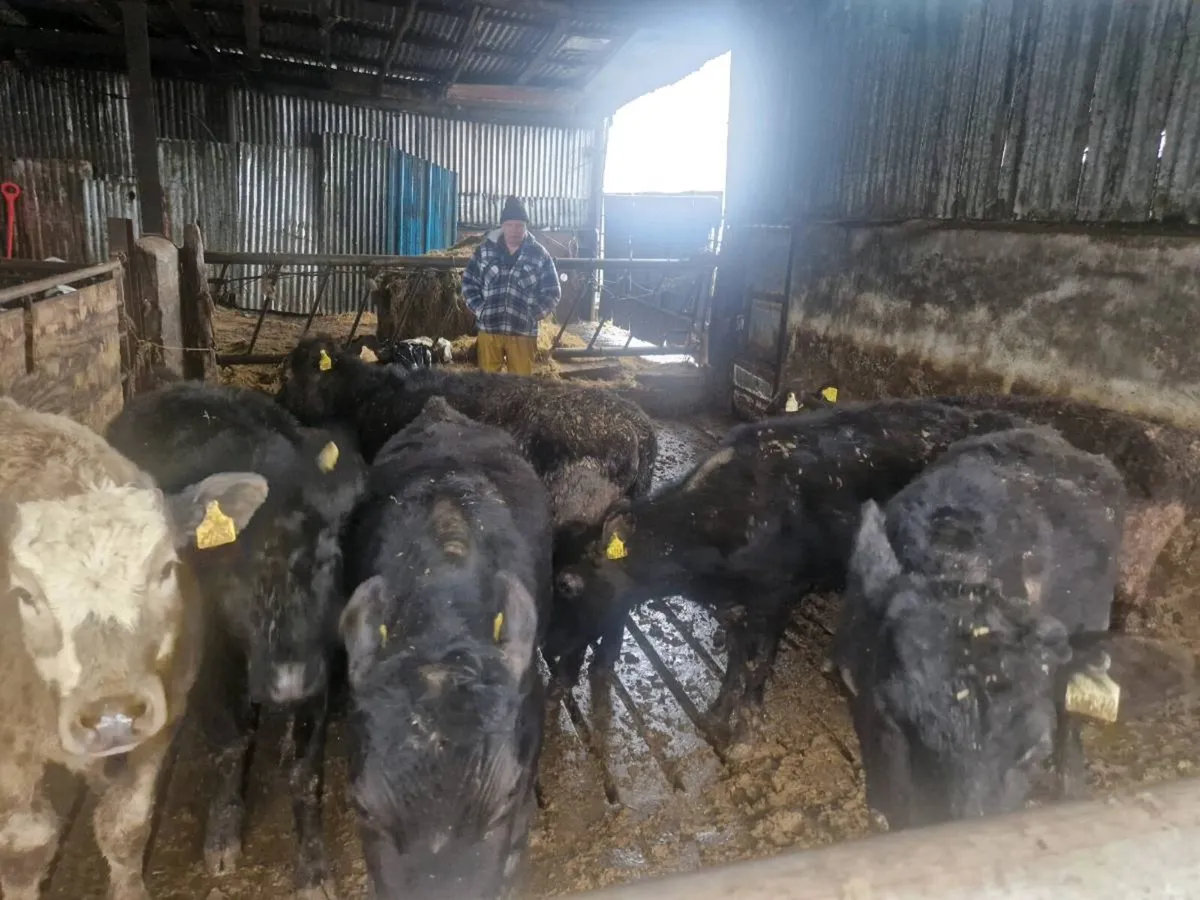 8 Abdereen angus heifers - Image 2